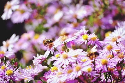 Close-up of bee pollinating on purple flowering