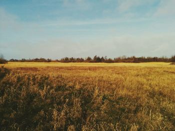 Scenic view of field against sky