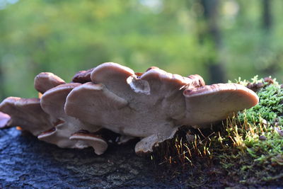 Close-up of mushrooms growing outdoors