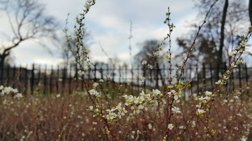 Close-up of white flowers blooming on field