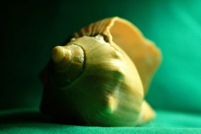 Close-up of shell on table