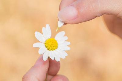 Close-up of hand holding white flower