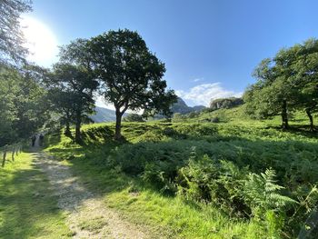 Trees on field against sky