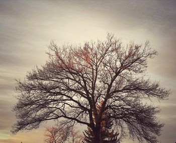 Low angle view of bare tree against sky