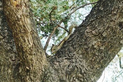 Low angle view of tree trunk in forest