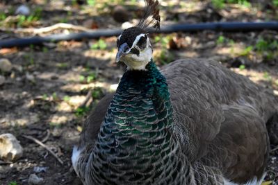 Close-up of peacock