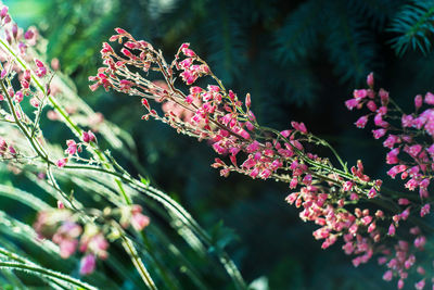 Close-up of pink flowering plant