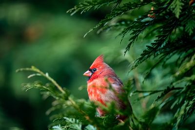 Bird perching on branch