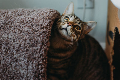 Close-up of cat sitting