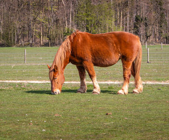 Horse grazing in a field