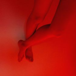 Close-up of red rose