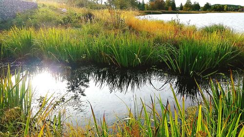 Scenic view of lake