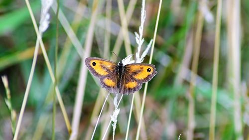 Butterfly pollinating flower