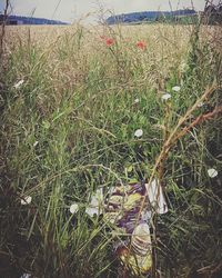 Plants growing on field