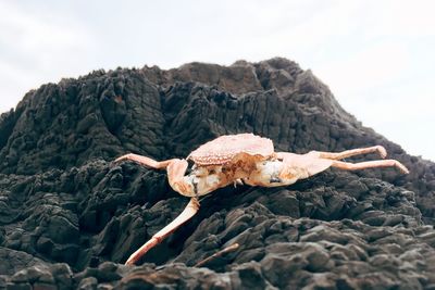 Close-up of lizard on rock