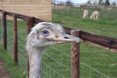 Close-up of bird in zoo