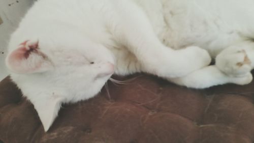 Close-up of cat sleeping