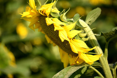 Close-up of yellow flowering plant