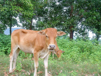 Cow standing in a forest