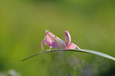 Close-up of pink flower plant
