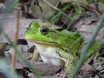 Close-up of frog on land