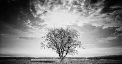 Bare tree on landscape against the sky