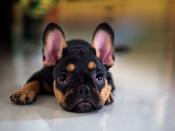 Portrait of dog at home