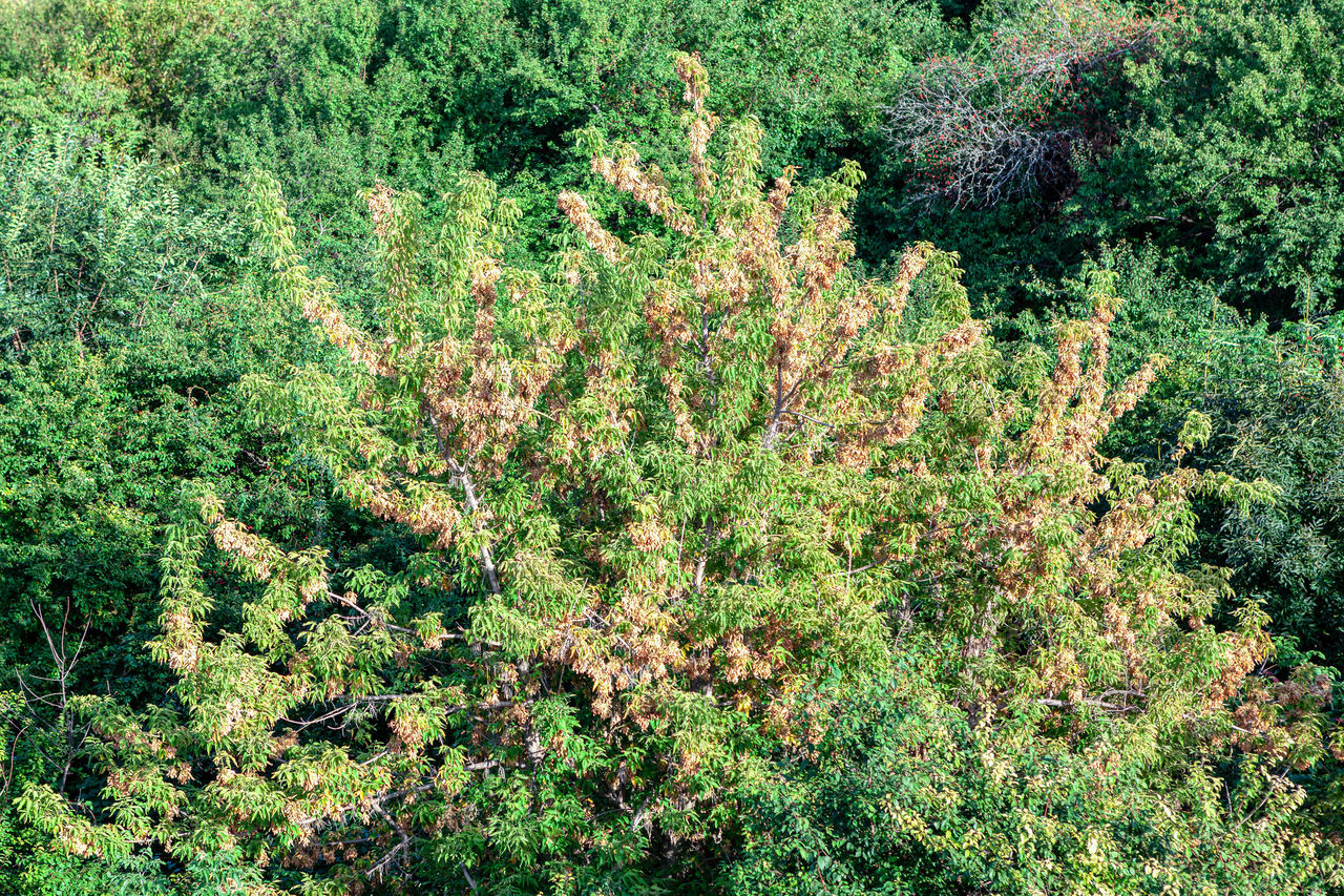 FULL FRAME SHOT OF TREES