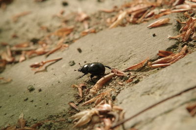 Close-up of insect on sand