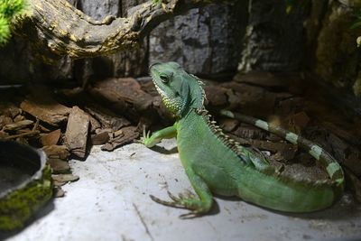 Close-up of lizard on rock at zoo