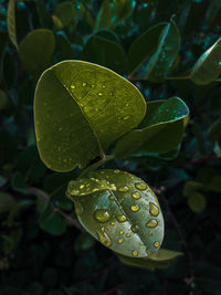 Close-up of raindrops on leaves