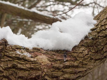 Close-up of snow on tree