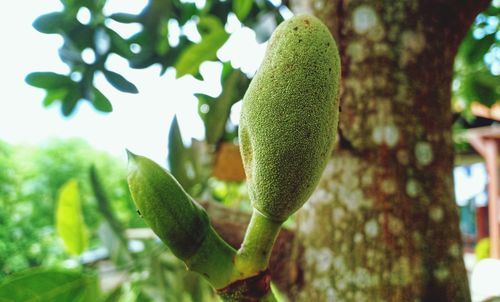 Close-up of green leaves on tree