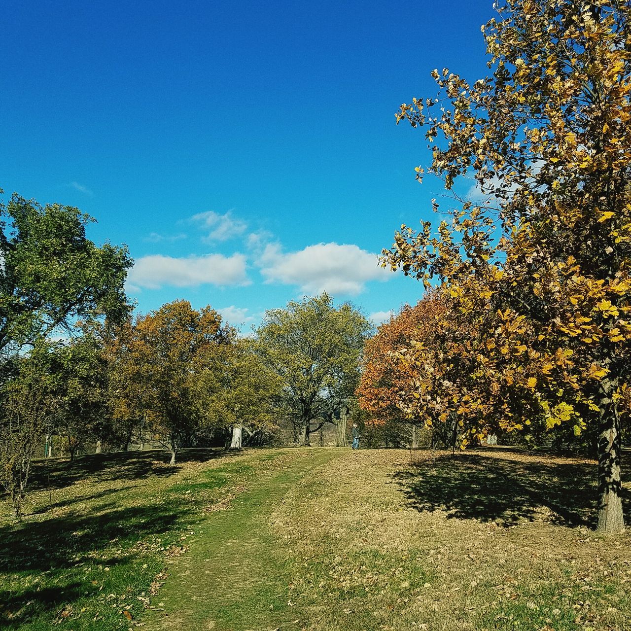 tree, growth, sky, nature, blue, sunlight, beauty in nature, day, tranquility, no people, water, outdoors, scenics, grass