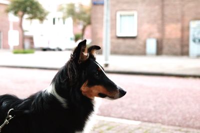 Dog looking away in city