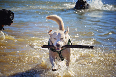 Dog with stick in lake