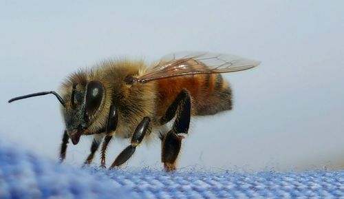 Close-up of honeybee on fabric