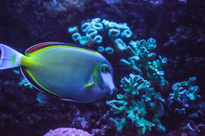 Fish swimming in sea