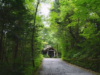 Road amidst trees in forest
