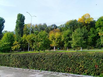 Plants and trees against sky