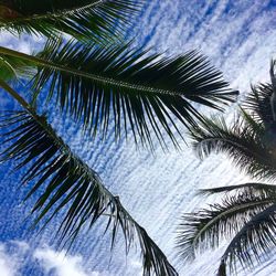 Low angle view of palm trees against sky