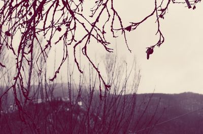 Bare trees against sky