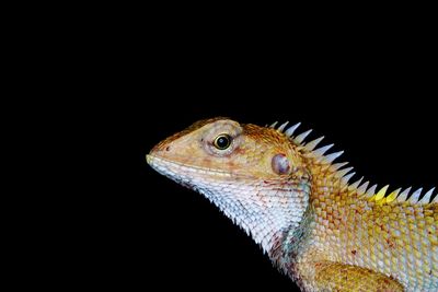 Close-up of bearded dragon against black background