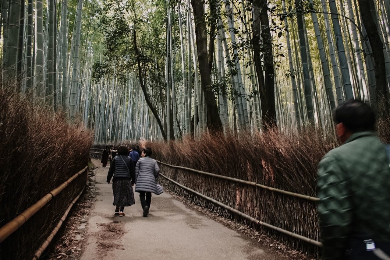REAR VIEW OF PEOPLE WALKING ON WALKWAY AMIDST TREES IN FOREST