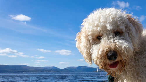 Dog looking at sea against sky