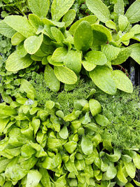 Full frame shot of fresh green leaves