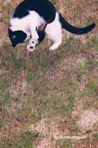 domestic animals