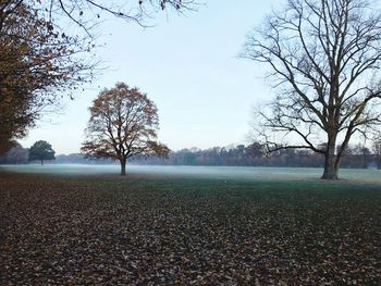 Bare trees on field against sky during autumn