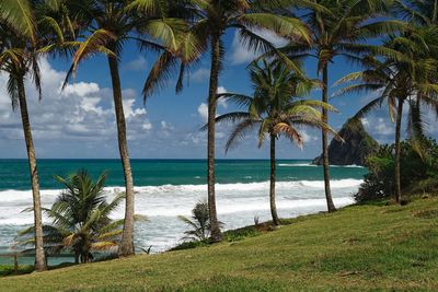 Palm trees on beach against blue sky