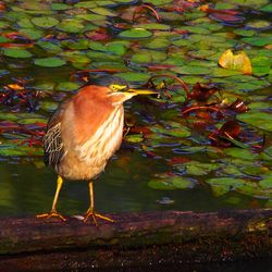 Bird on tree stump